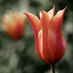 Miniaturní svět zblízka - Tulipán