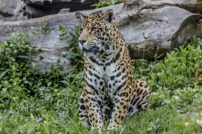David Ružička - Leopard