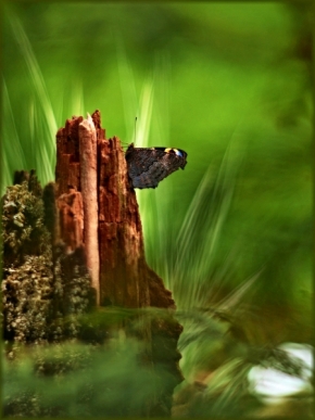 Svět zvířat - motýlková