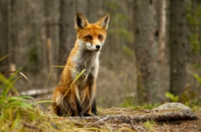 Svět zvířat - Fox