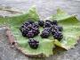 Fruit