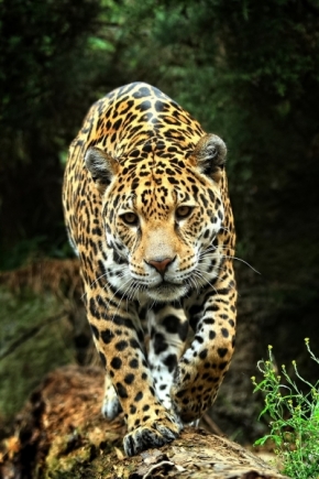 Svět zvířat - Jaguár