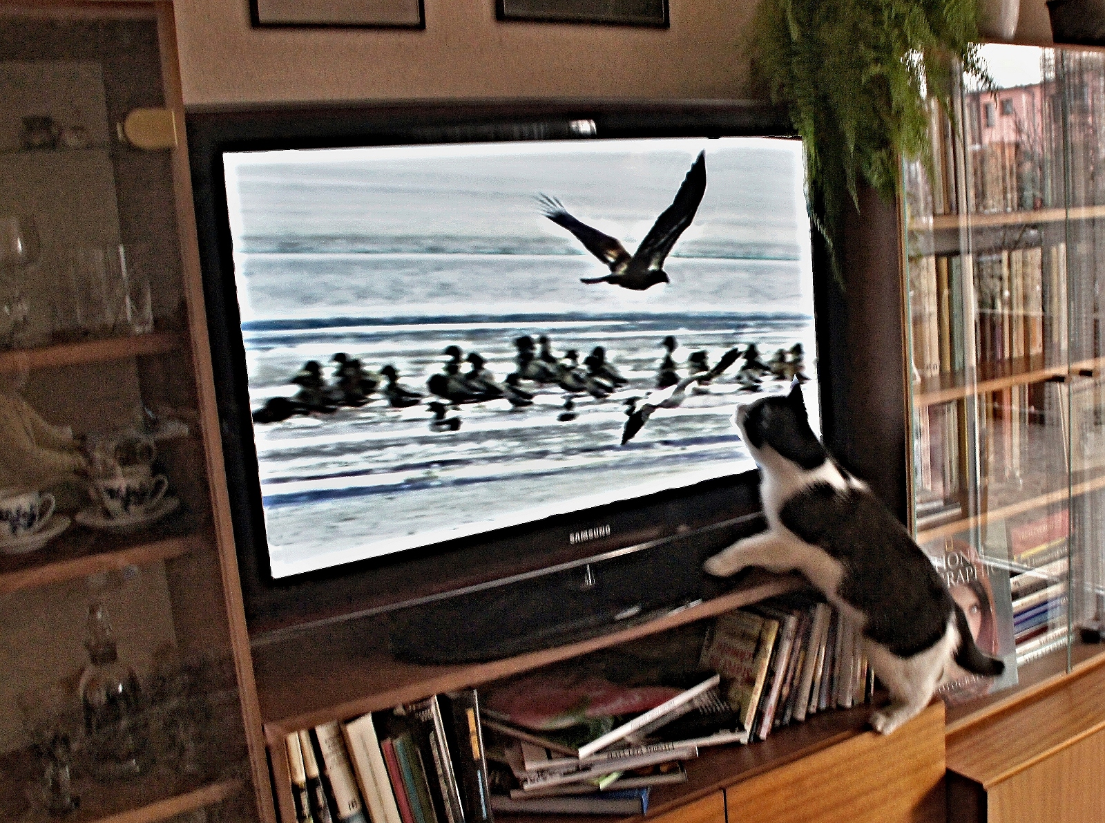 Televize pro kočku.