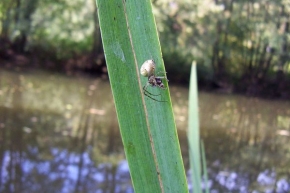 Makrosvět - Pavouk u řeky