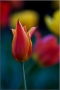 Tulipánek