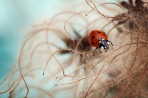Miniaturní svět zblízka - Fotograf roku - Kreativita - VIII.kolo - Ladybug