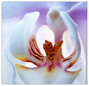 Miniaturní svět zblízka - Orchidej