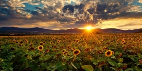 Moje nejkrásnější krajina - slnečnice