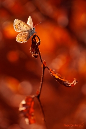 Miniaturní svět zblízka - Podzimní modráček 