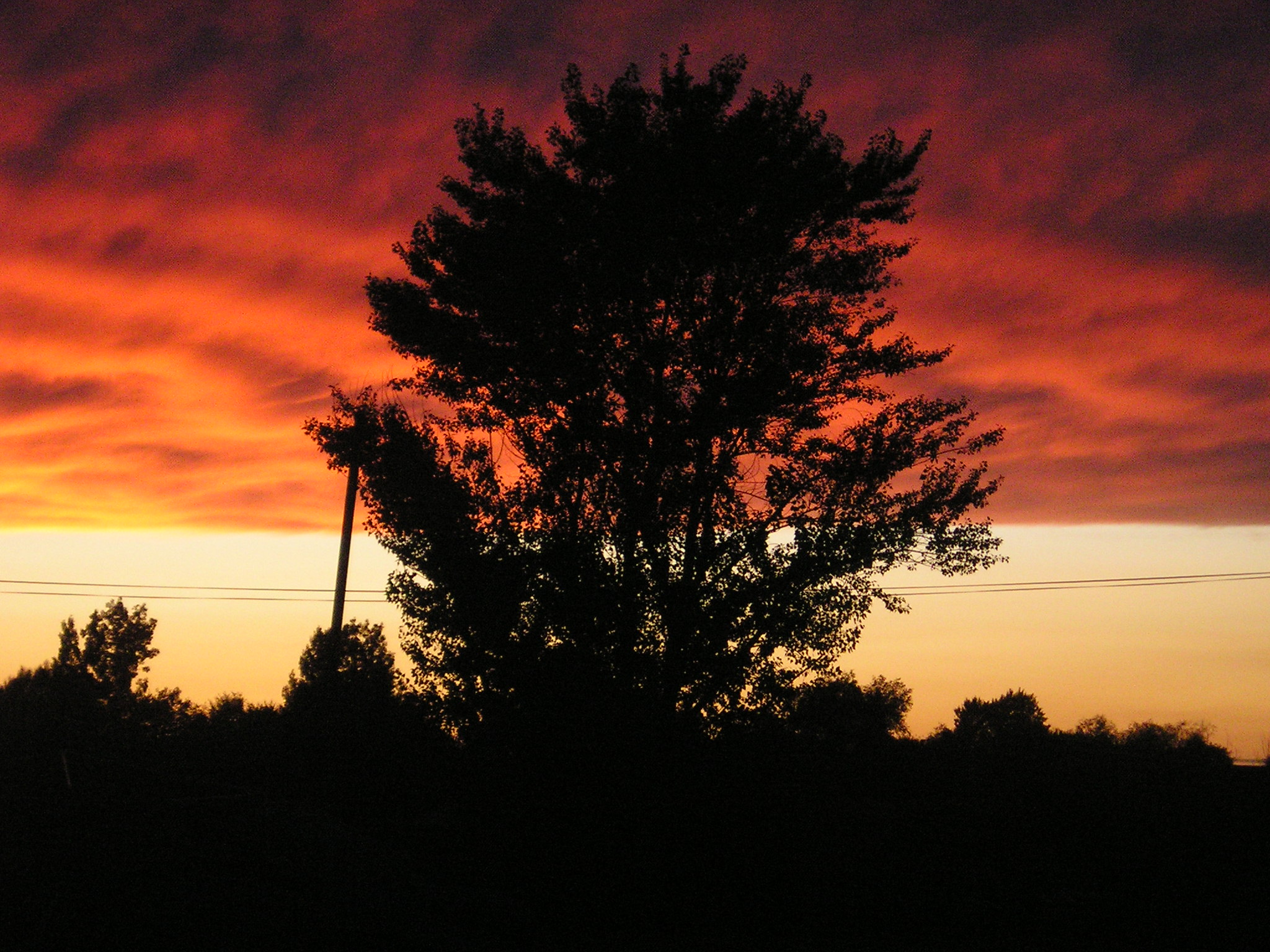 Strom při západu slunce