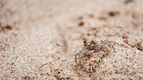 Fotograf roku v přírodě 2014 - Když ožije písek