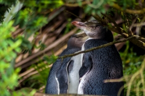 Fotograf roku v přírodě 2014 - Tučňák žlutooký