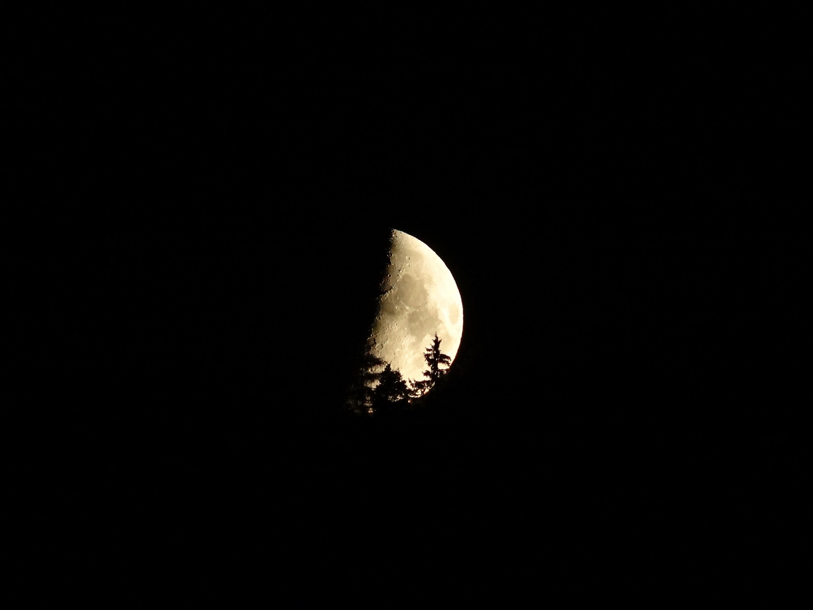 Měsíc v lese