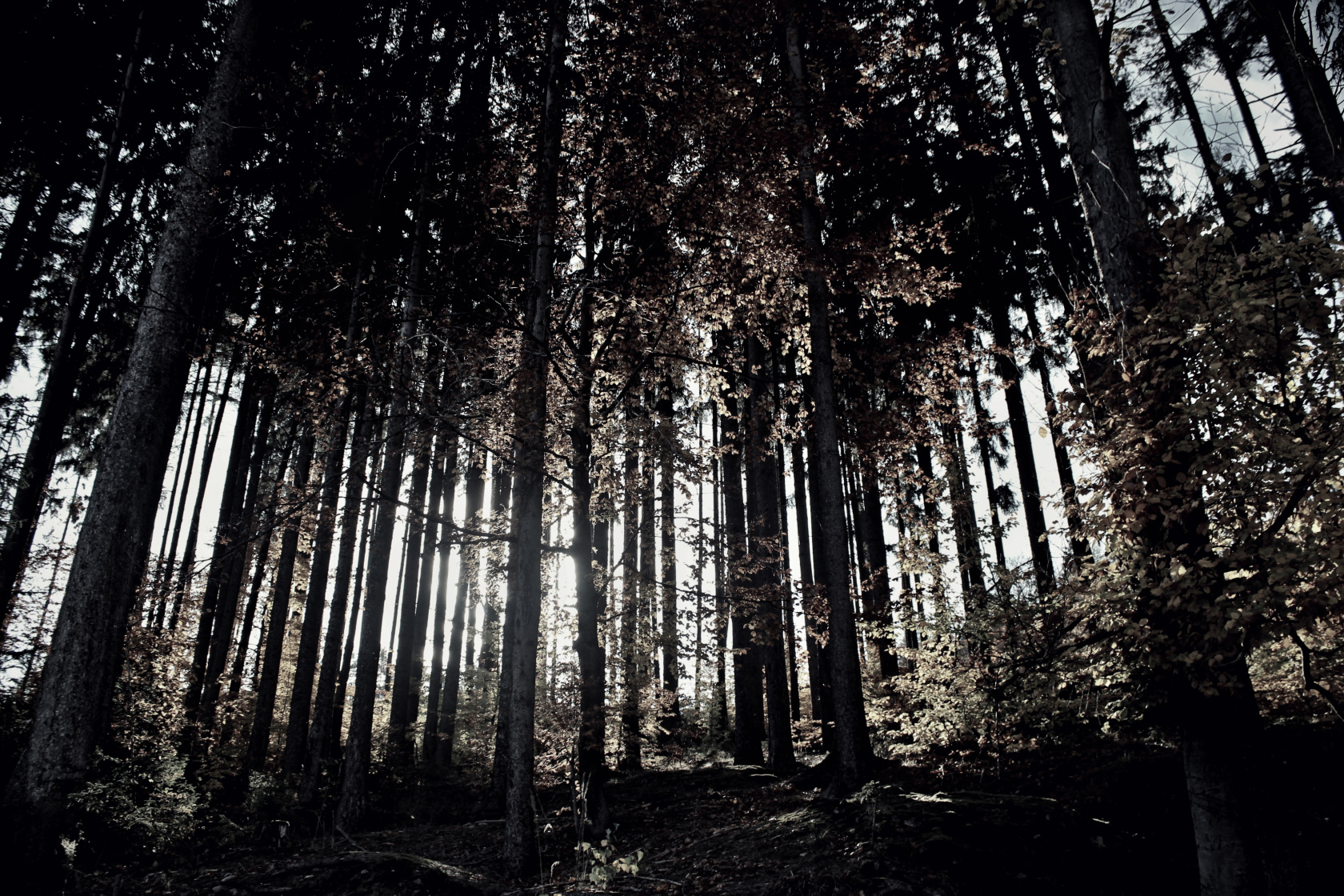 Tajemný český les