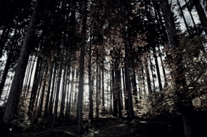 Moje nejkrásnější krajina - Fotograf roku - Junior - VII.kolo - Tajemný český les