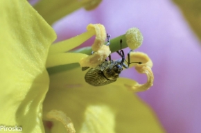 Fotograf roku v přírodě 2014 - kvet repky olejnej