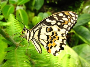 Makrosvět - Motýl