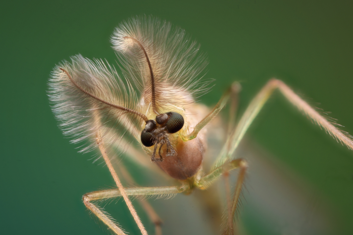 Komáří sameček 