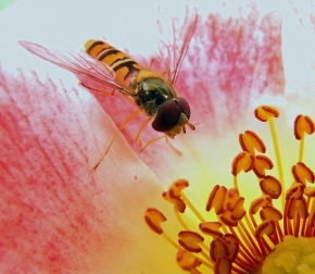 Miniaturní svět zblízka - včelka