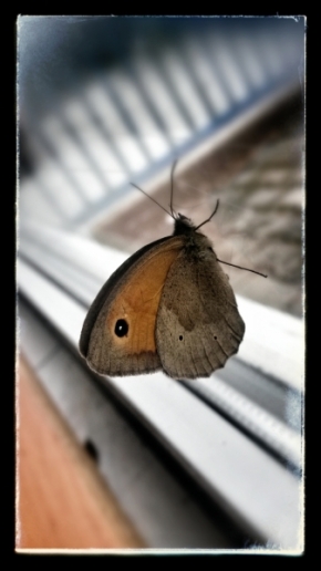 Miniaturní svět zblízka - Motýl