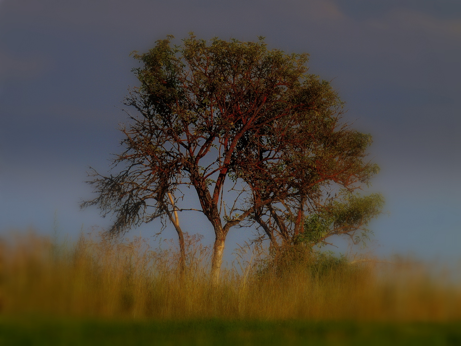 Zbarvení  stromku při západě sluníčka 