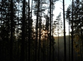 Kouzla přítmí a soumraků - Stmívání v lese 