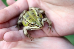 Fotograf roku v přírodě 2014 - frog