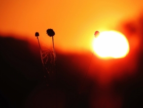 Věra Šedinová - Pavučina při západu slunce