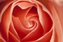 Srdce růže
