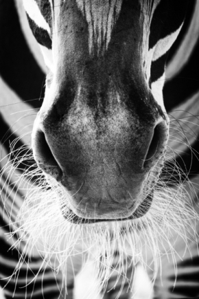 Zvířata, zvěř i mazlíčci - Fotograf roku - Kreativita - III.kolo - Zebra