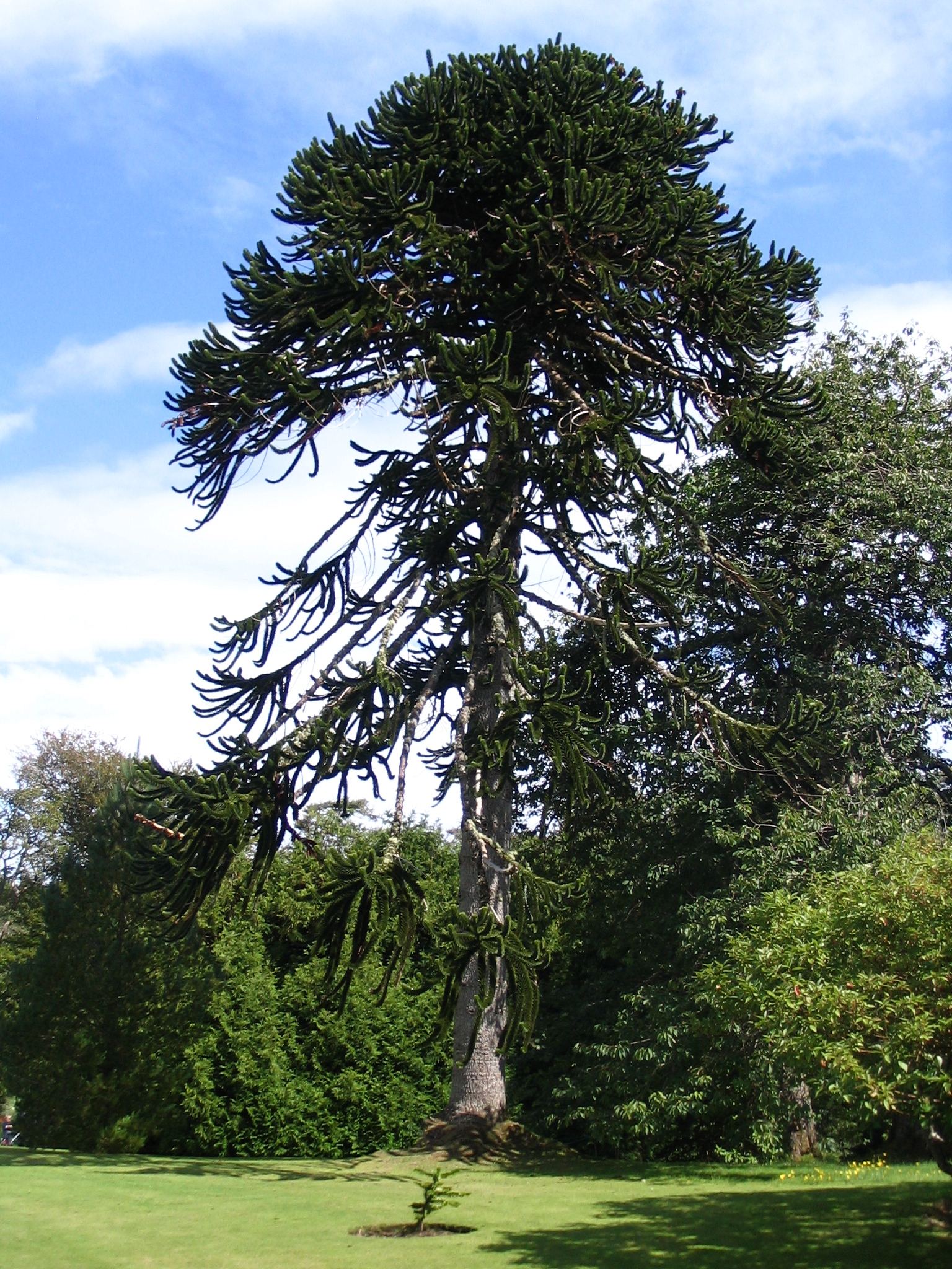 Zámecký strom ve Skotsku