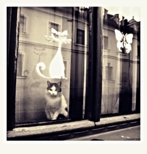 Fenomén Street Foto - Fotograf roku - Kreativita - VII.kolo - cat over