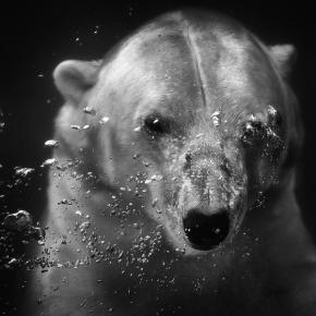 Zvířata, zvěř i mazlíčci - Fotograf roku - Kreativita - III.kolo - Bublinky