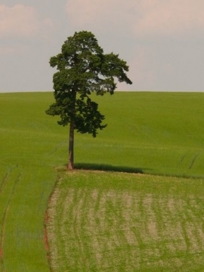 Stromy v krajině - V rohu