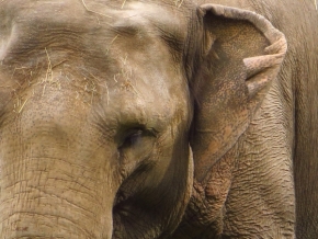 Zvířata, zvěř i mazlíčci - Slon Indický