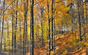 Lukáš Buriánek - Podzimní les