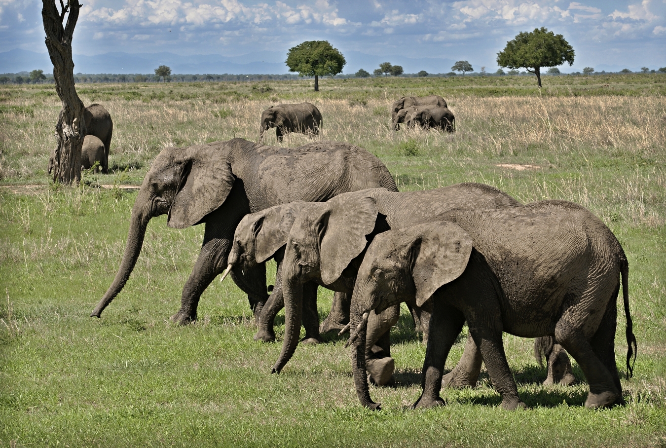 Sloní rodinka