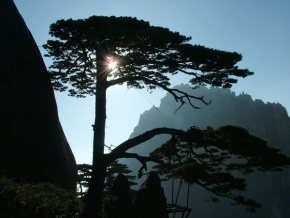 Stromy v krajině - Borovice ve Žlutých horách (Čína)