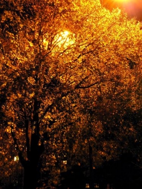 Stromy v krajině - Pod světlem pouliční lampy