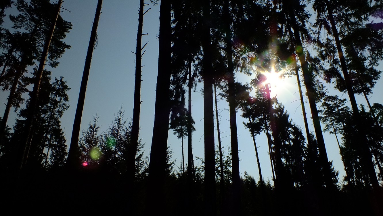 stín lesa