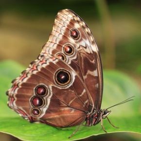Makrosvět - Motýl