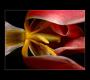 Kristýna Pazderová - Tulipán