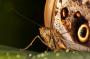 Caligo memnon