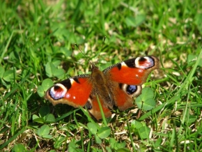 Makrosvět - Butterfly