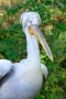 PELECANUS CRISPUS II