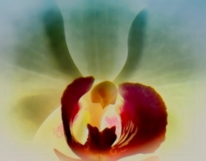 Pan neznámý - Andělská orchidej :-)