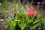 Pan neznámý -Odpolední mini tulipán u vchodu  ....
