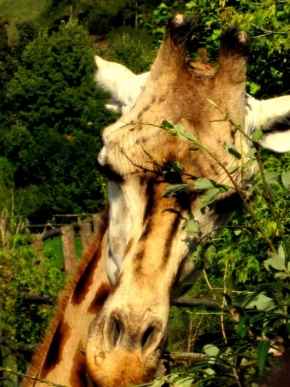 Zvířata, zvěř i mazlíčci - Pohled žirafy:):)