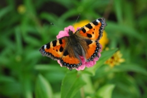 Makrosvět - Barevná krása motýlých křídel
