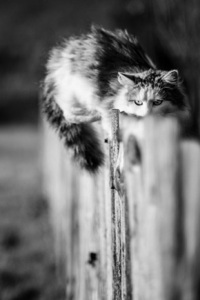 Zvířata, zvěř i mazlíčci - Fotograf roku - Kreativita - III.kolo - Nelezla dírou, ale přes plot.